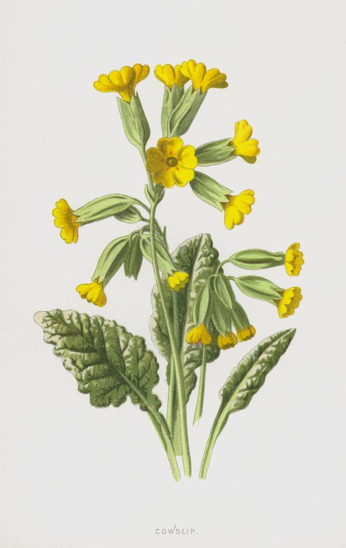 Cowslip (chromolitho) autorstwa Frederick Edward Hulme