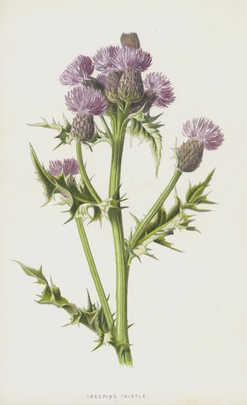 Pełzący oset (chromolitho) autorstwa Frederick Edward Hulme
