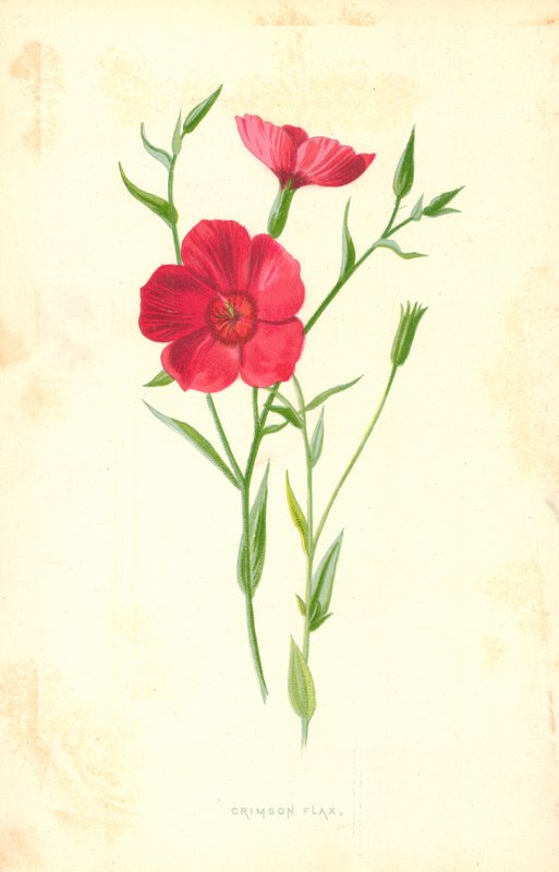 Karmazynowy len autorstwa Frederick Edward Hulme
