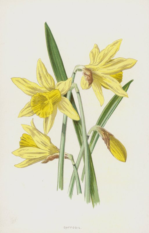 Żonkil (chromolitho) autorstwa Frederick Edward Hulme