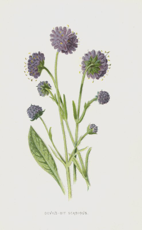 Diabelski Bit Scacious (chromolitho) autorstwa Frederick Edward Hulme