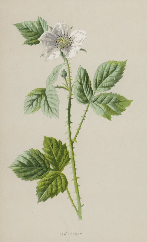 Rosa-Jagoda (chromolitho) autorstwa Frederick Edward Hulme