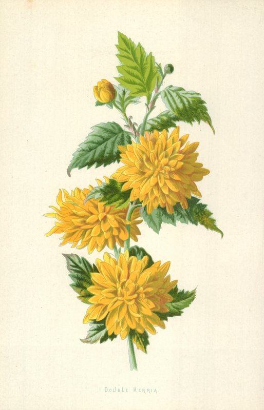 Podwójna Kerria autorstwa Frederick Edward Hulme