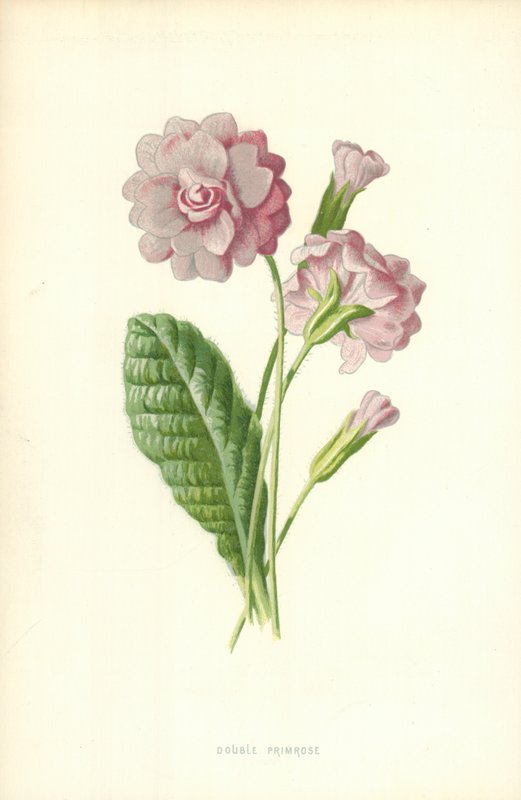 Podwójny Pierwiosnek autorstwa Frederick Edward Hulme