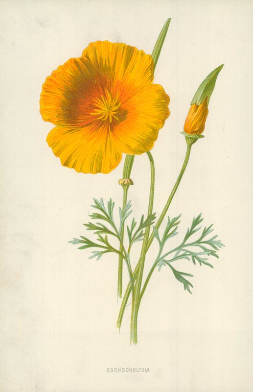 Eschscholtzia autorstwa Frederick Edward Hulme