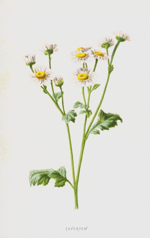 Feverfew (chromolitho) autorstwa Frederick Edward Hulme