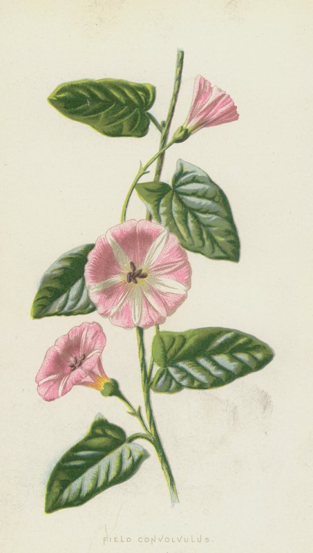 Powój polowy (chromolitho) autorstwa Frederick Edward Hulme
