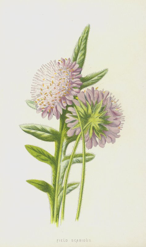 Świerzb polny (chromolitho) autorstwa Frederick Edward Hulme