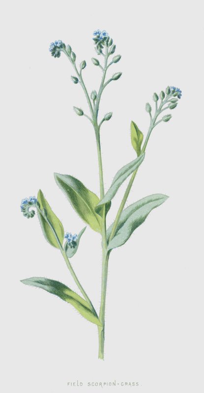 Skorpion polny-Trawa (chromolitho) autorstwa Frederick Edward Hulme