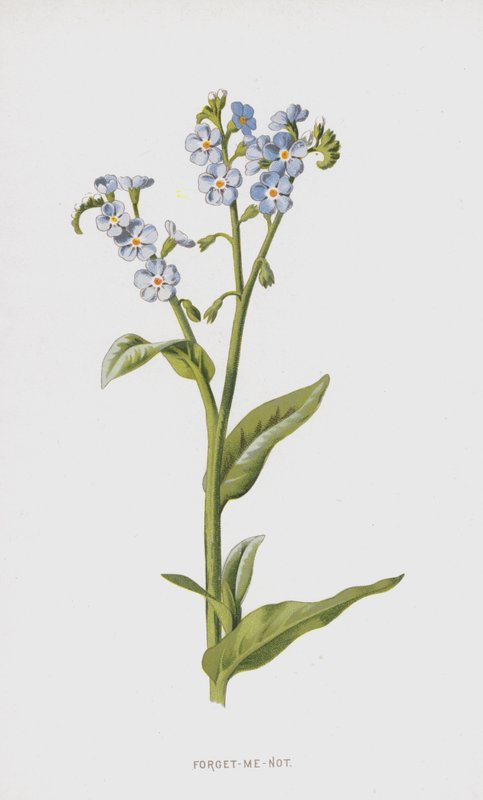 Niezapominajka (chromolitho) autorstwa Frederick Edward Hulme