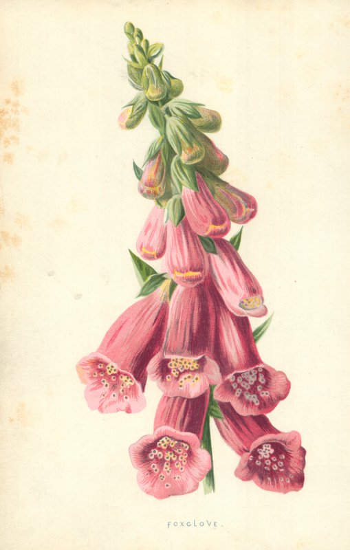 Foxclove autorstwa Frederick Edward Hulme