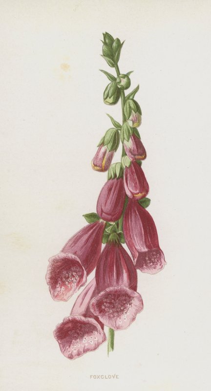 Naparstnica (chromolitho) autorstwa Frederick Edward Hulme