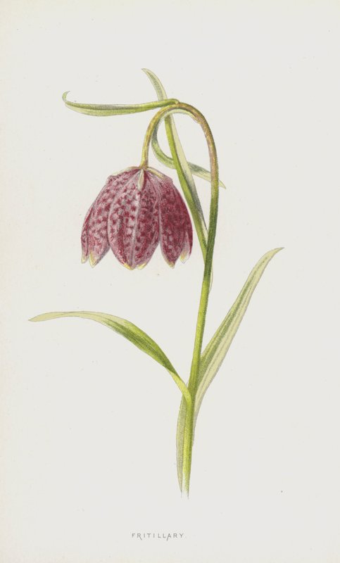 Fritillary (chromolitho) autorstwa Frederick Edward Hulme