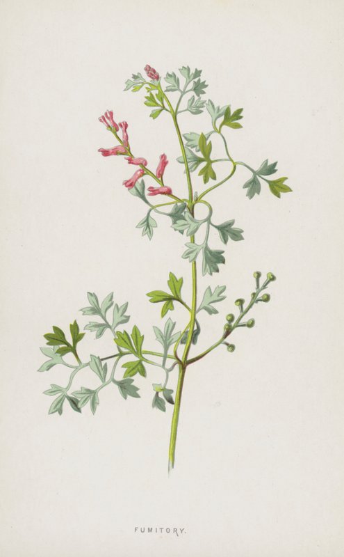 Fumitory (chromolitho) autorstwa Frederick Edward Hulme