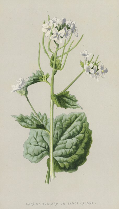 Czosnek-Musztarda lub Sam Sos (chromolitho) autorstwa Frederick Edward Hulme