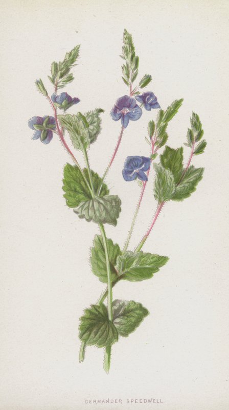 Germander Speedwell (chromolitho) autorstwa Frederick Edward Hulme