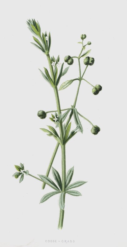 Trawa gęsi (chromolitho) autorstwa Frederick Edward Hulme