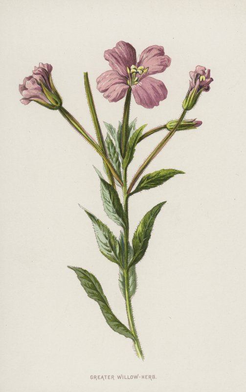 Wierzba Większa (chromolitho) autorstwa Frederick Edward Hulme