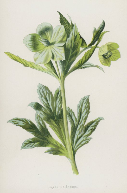 Ciemiernik zielony (chromolitho) autorstwa Frederick Edward Hulme