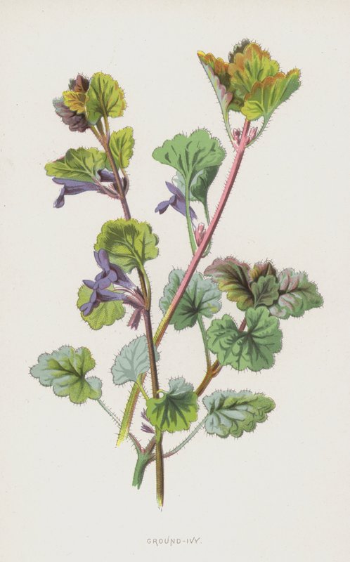 Mielony bluszcz (chromolitho) autorstwa Frederick Edward Hulme