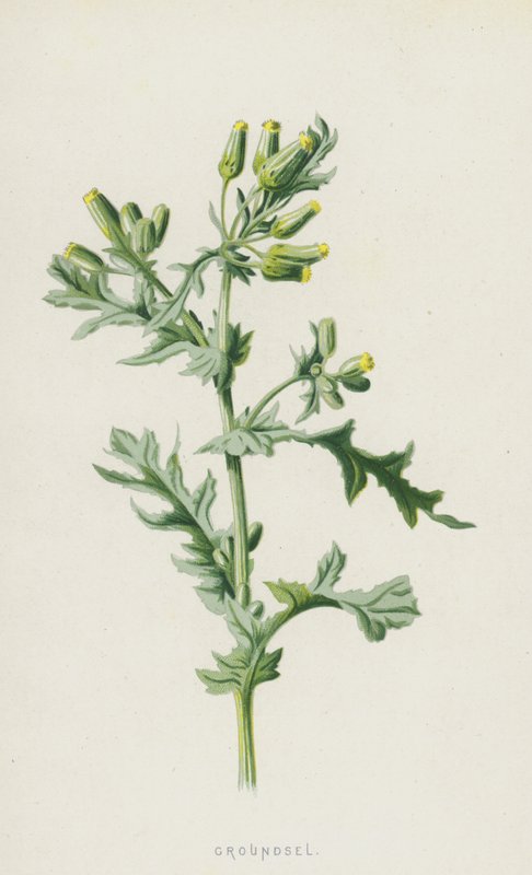 Mielonka (chromolitho) autorstwa Frederick Edward Hulme
