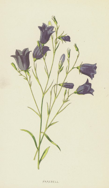 Dzwonek (chromolitho) autorstwa Frederick Edward Hulme