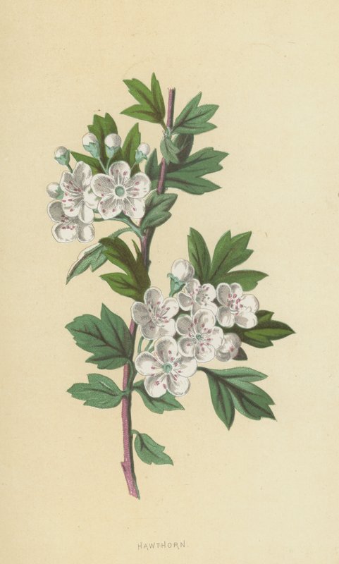 Głóg (chromolitho) autorstwa Frederick Edward Hulme