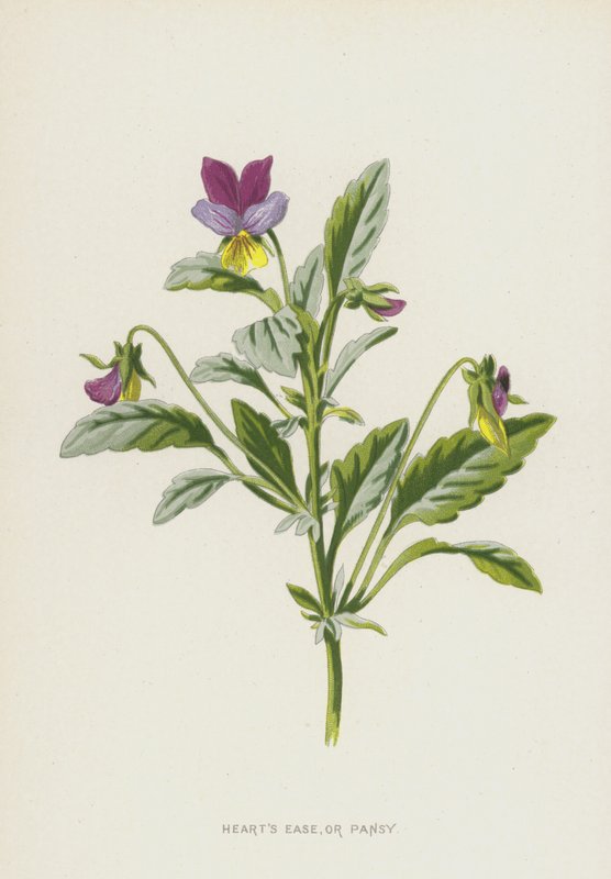 Serca Łatwość lub Pansy (chromolitho) autorstwa Frederick Edward Hulme