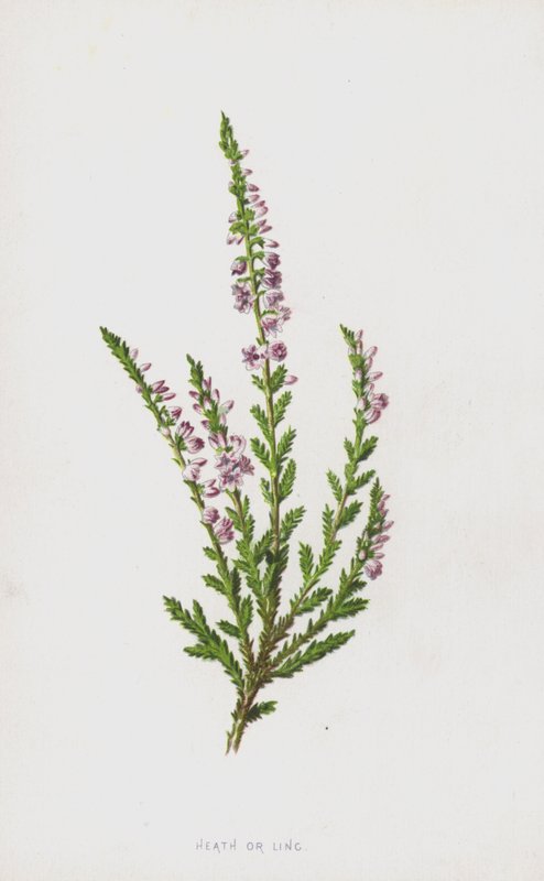 Heath lub Ling (chromolitho) autorstwa Frederick Edward Hulme