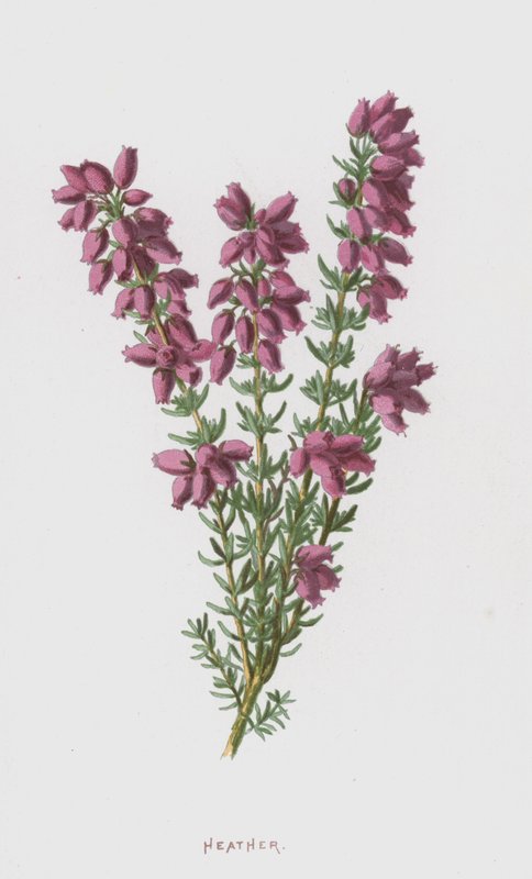 Wrzos (chromolitho) autorstwa Frederick Edward Hulme