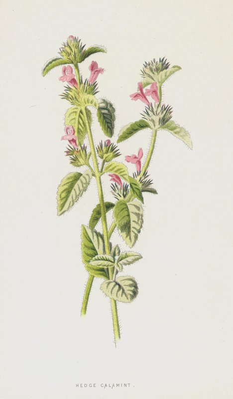 Żywopłot Calamint (chromolitho) autorstwa Frederick Edward Hulme