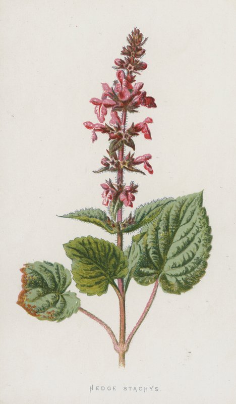 Hedge Stachys (chromolitho) autorstwa Frederick Edward Hulme