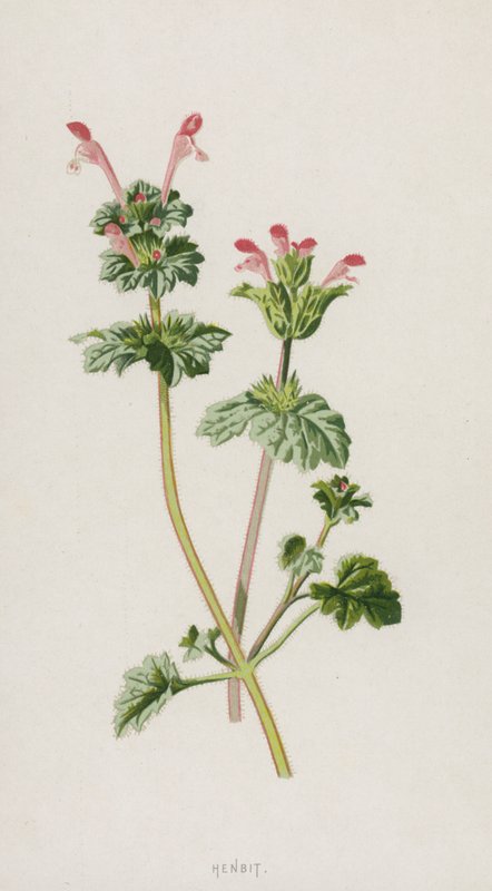 Henbit (chromolitho) autorstwa Frederick Edward Hulme