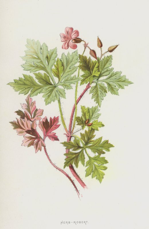 Herb-Robert (chromolitho) autorstwa Frederick Edward Hulme