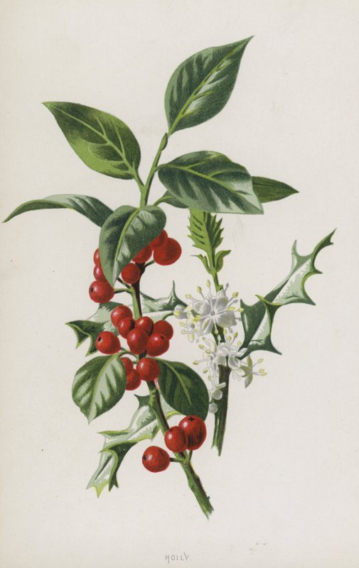 Ostrokrzew (chromolitho) autorstwa Frederick Edward Hulme