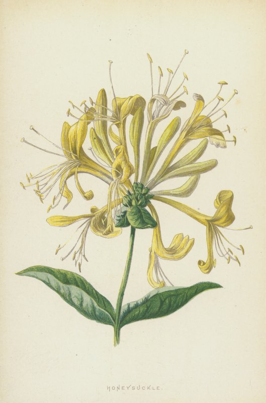 Wiciokrzew (chromolitho) autorstwa Frederick Edward Hulme