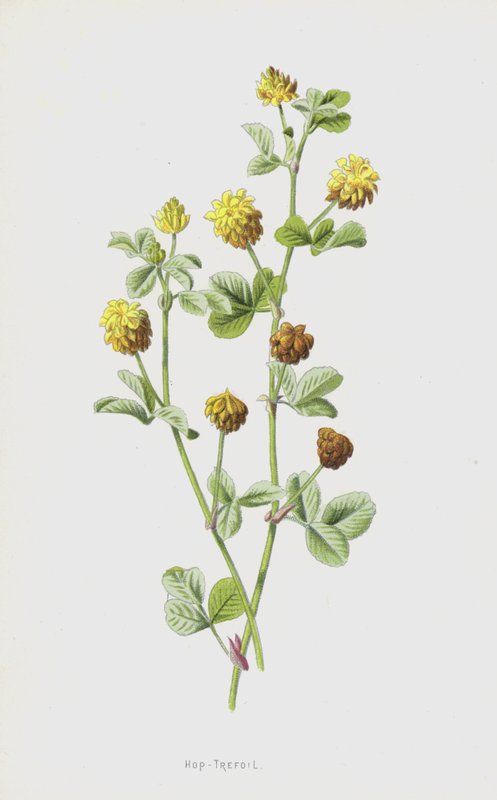Chmiel koniczyny (chromolitho) autorstwa Frederick Edward Hulme