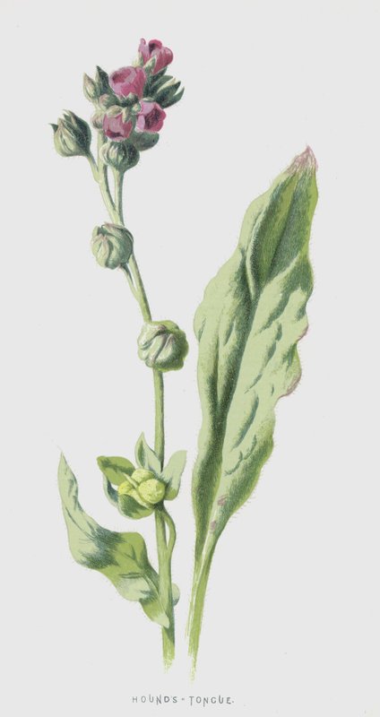 Język gończy (chromolitho) autorstwa Frederick Edward Hulme