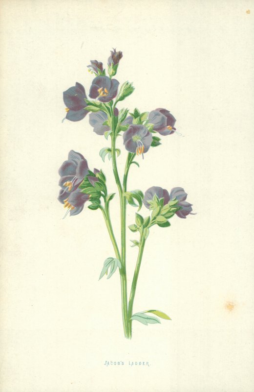 drabina Jakuba autorstwa Frederick Edward Hulme