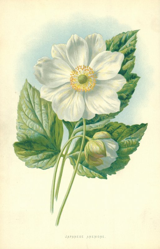 Zawilec japoński autorstwa Frederick Edward Hulme