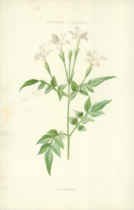 Jaśmin autorstwa Frederick Edward Hulme