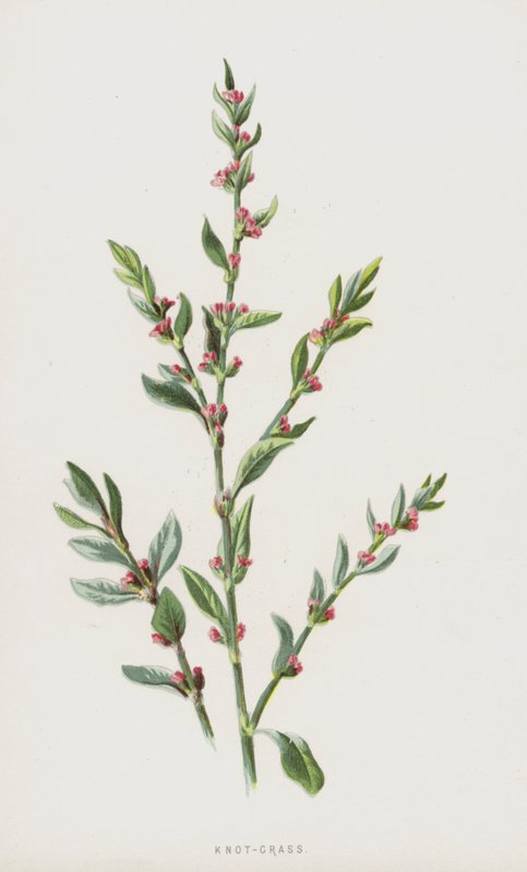 Knot-Trawa (chromolitho) autorstwa Frederick Edward Hulme