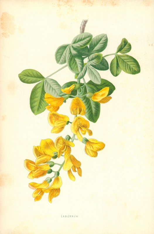 Лабурнумполи autorstwa Frederick Edward Hulme
