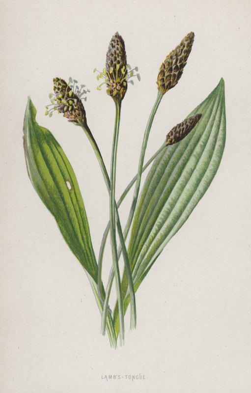 Język jagnięcy (chromolitho) autorstwa Frederick Edward Hulme