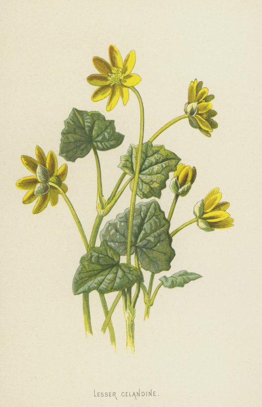 glistnik mały (chromolitho) autorstwa Frederick Edward Hulme