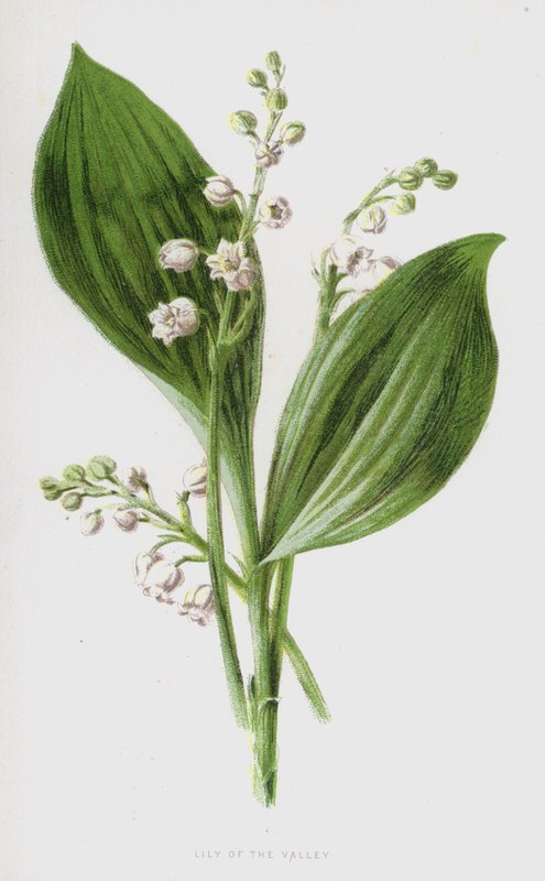 Konwalia (chromolitho) autorstwa Frederick Edward Hulme