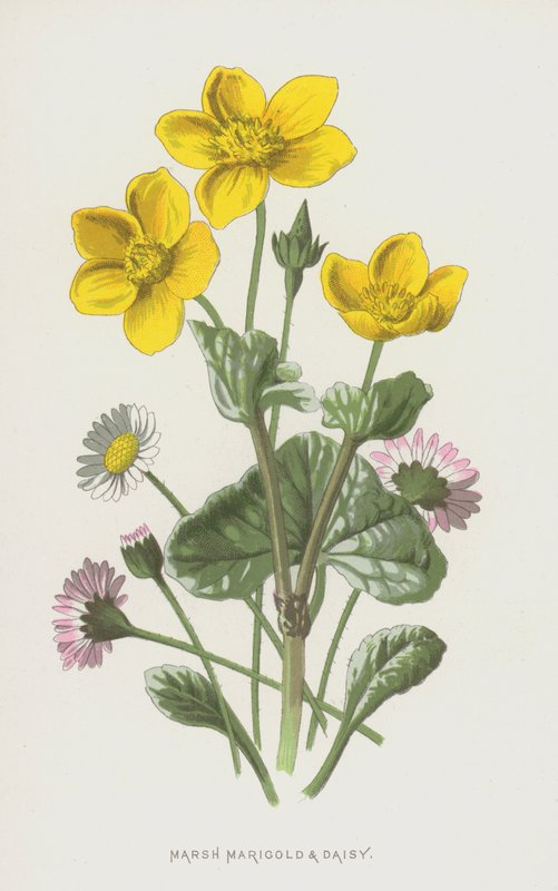 Marsh Marigold i Daisy (chromolitho) autorstwa Frederick Edward Hulme