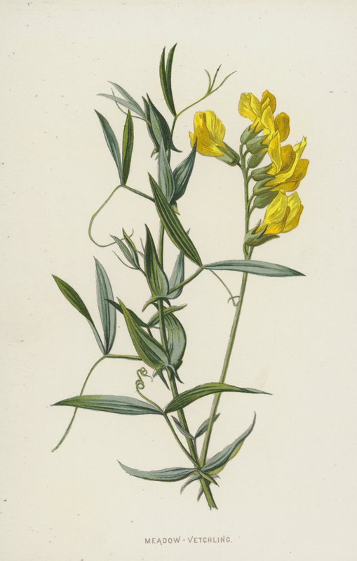 Meadow-Vetchling (chromolitho) autorstwa Frederick Edward Hulme