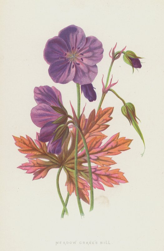 Bill z żurawiami łąkowymi (chromolitho) autorstwa Frederick Edward Hulme