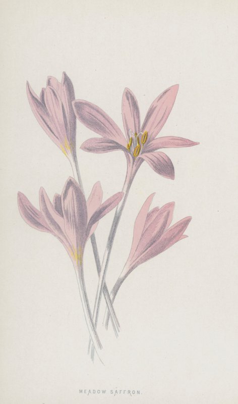 Szafran Łąkowy (chromolitho) autorstwa Frederick Edward Hulme